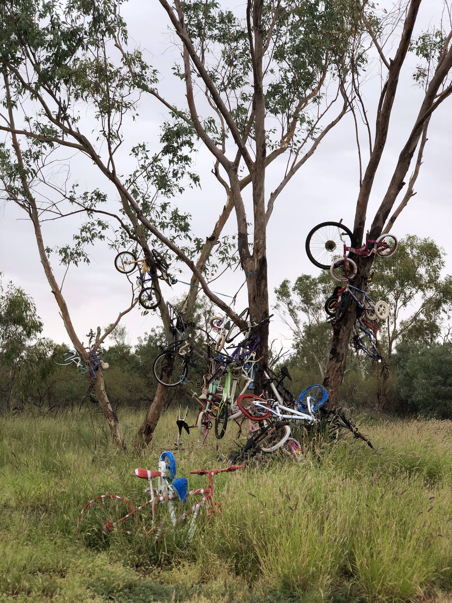 Bike Tree