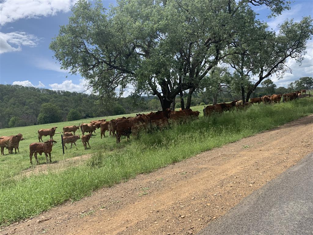You know it's hot when you see all the cow's under 1 tree