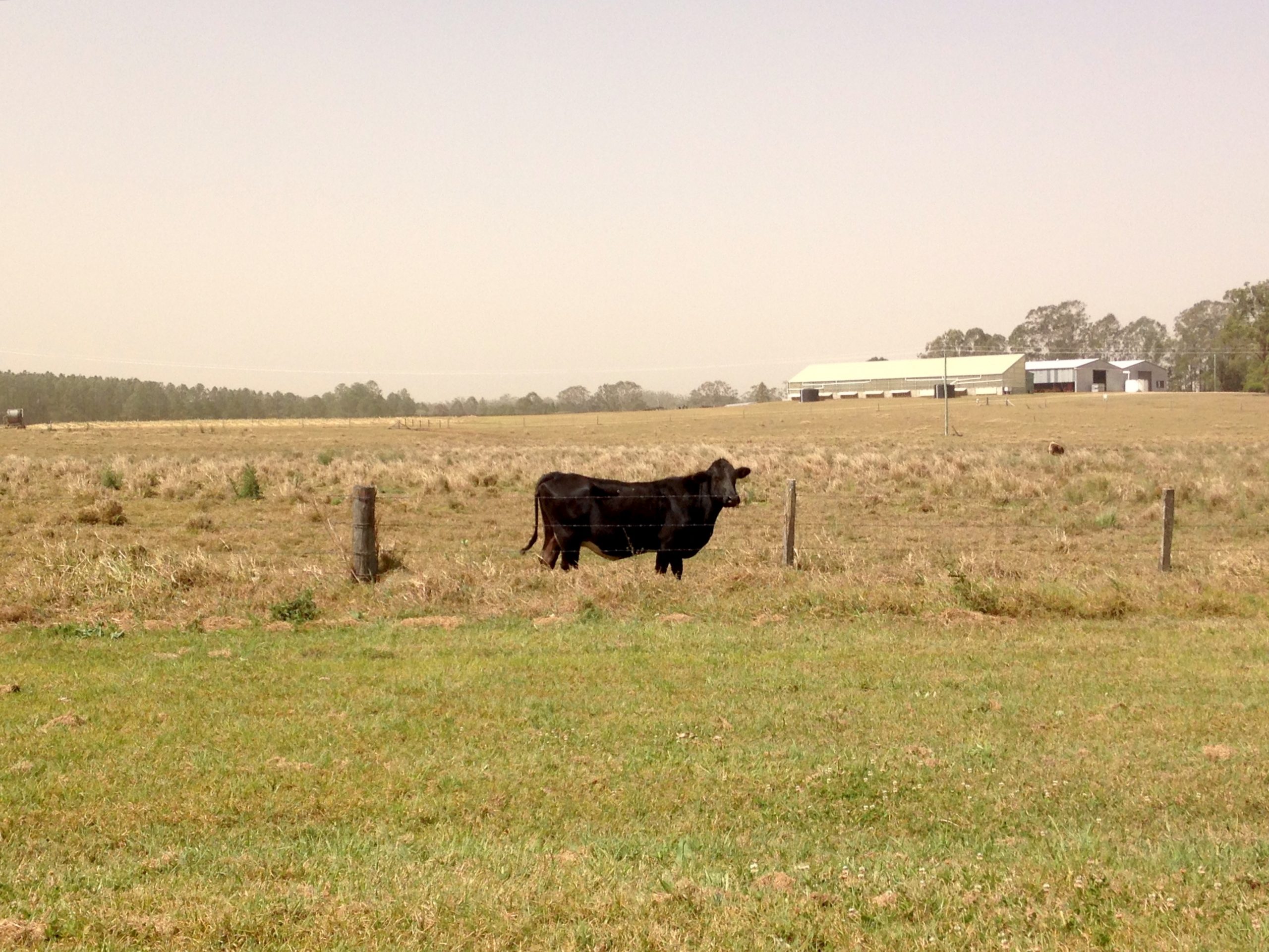 A solo black cow standing against a barbed wire fence in a dry brown field