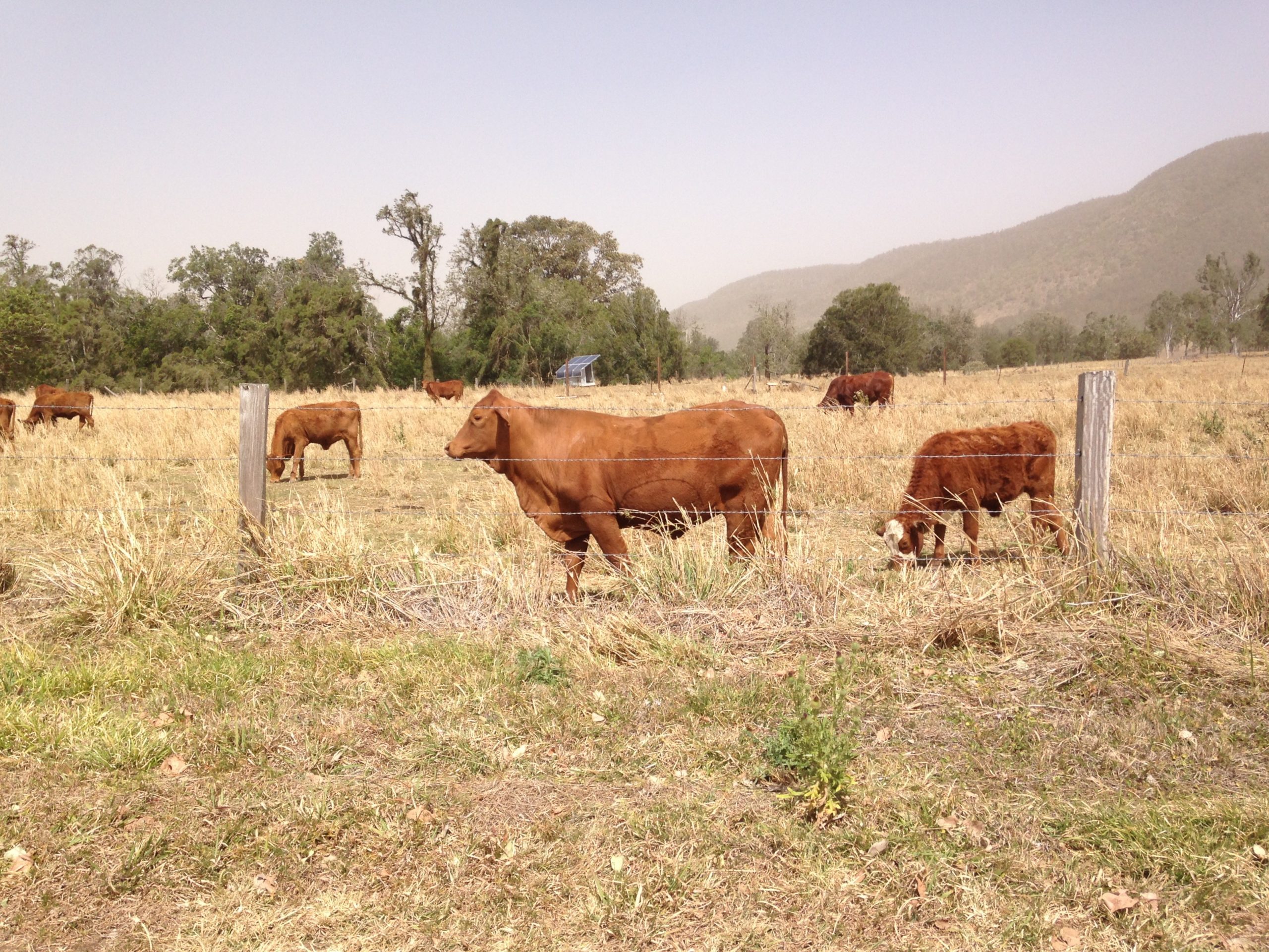 Three brown cows against a barbed wire fence in a dry brown field