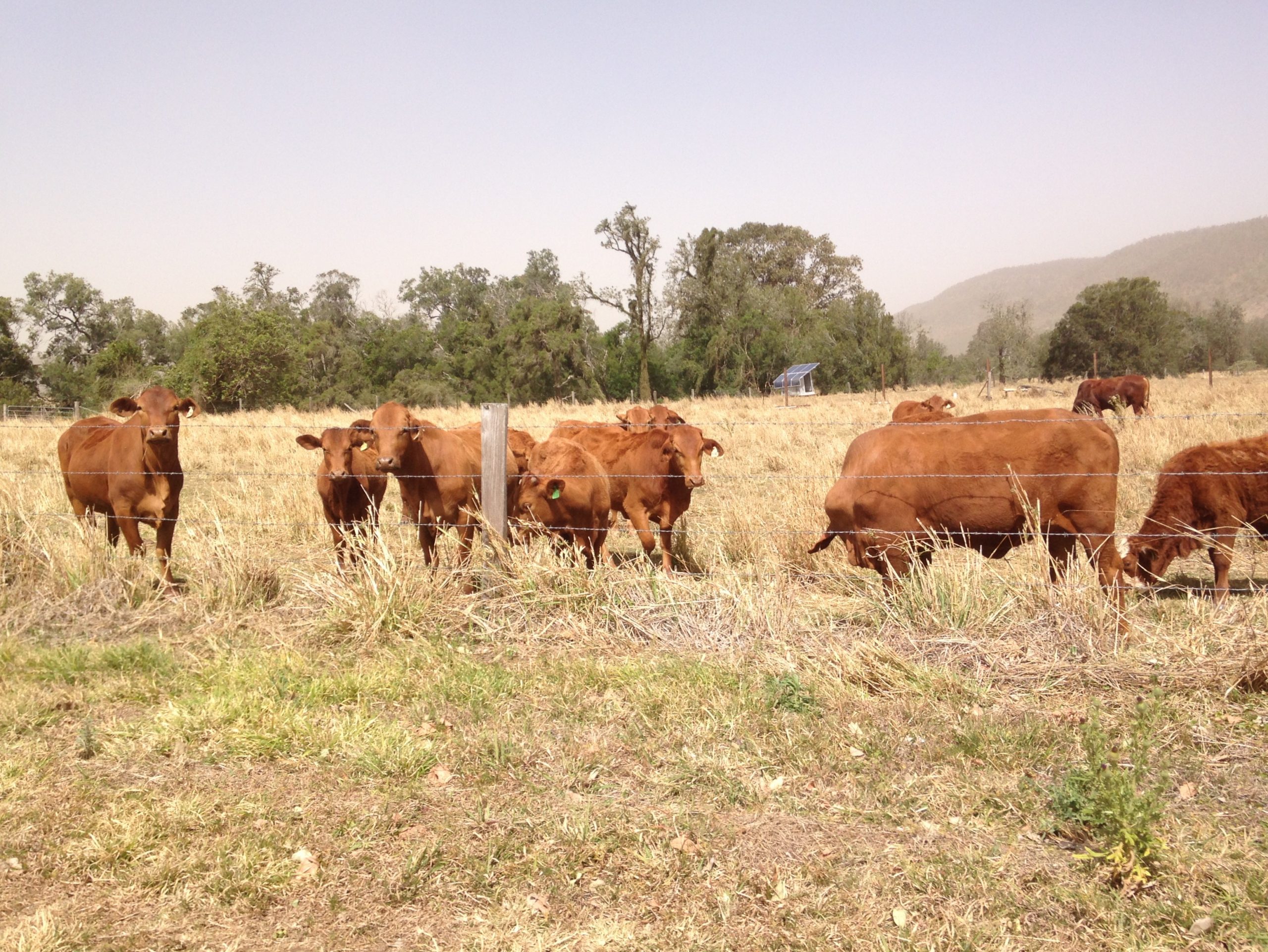 Assorted brown cows in a dry brown field.