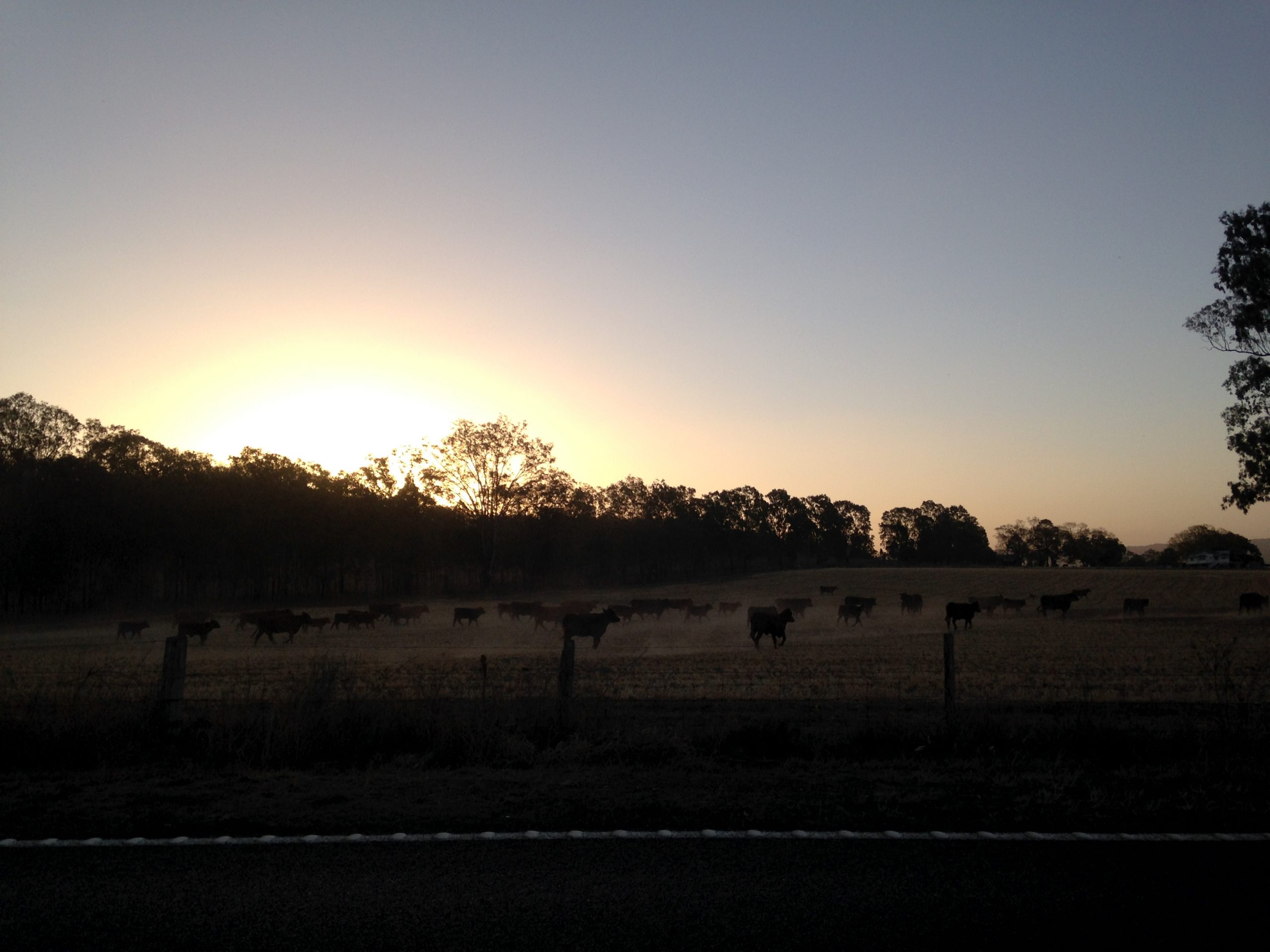 Setting sun beams through distant trees. The foreground is dark, but there are silhouettes of cattle.